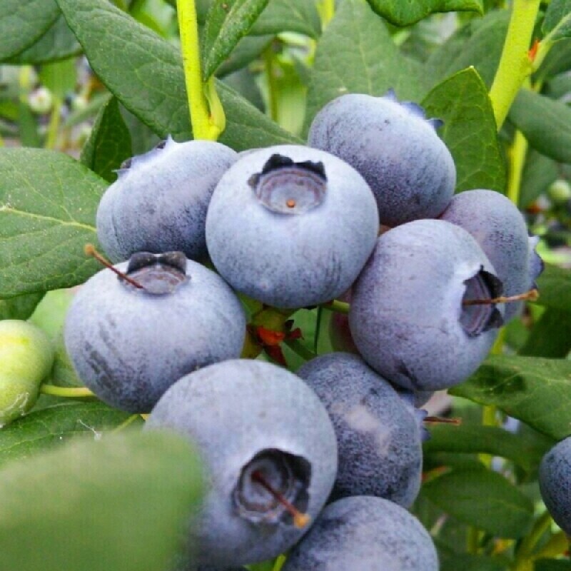 양양블루베리, 드래퍼