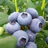 양양블루베리 (2kg,4kg,5kg)